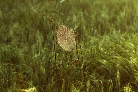 Nature nature conservation reed