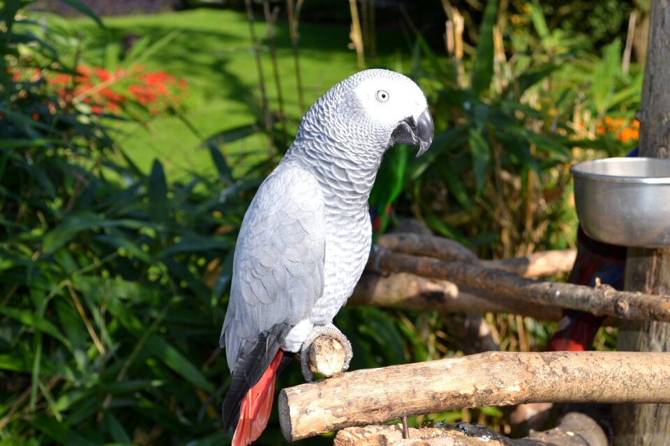 Bird animals birds