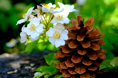 Tap close up conifer