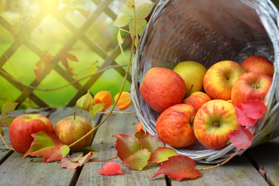 Still life nature harvest