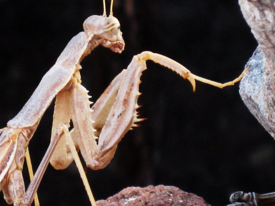 Rivetina balcanica (Mantis sp.) frontleg detail, Skala Kalloni, Lesbos, Greece