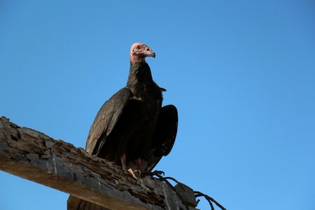 Gallinazo ave vulture photo