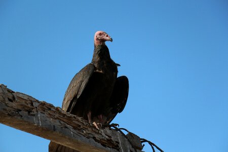 Gallinazo ave vulture