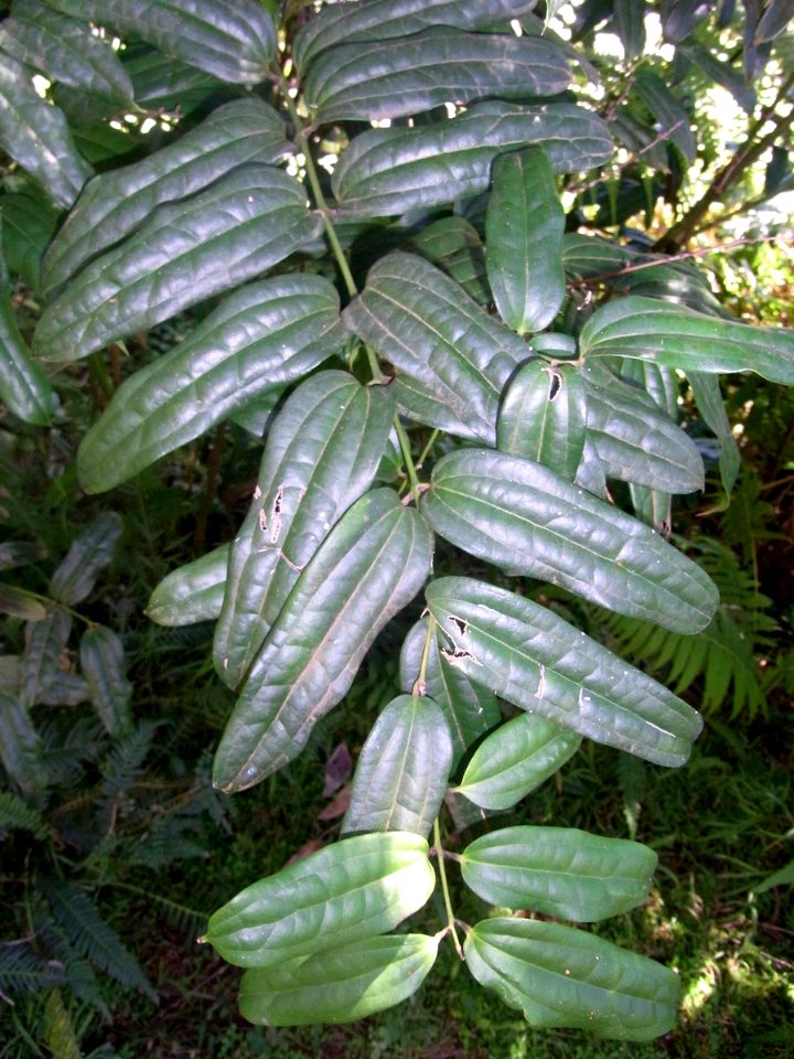Ripogonum discolor Burrendong