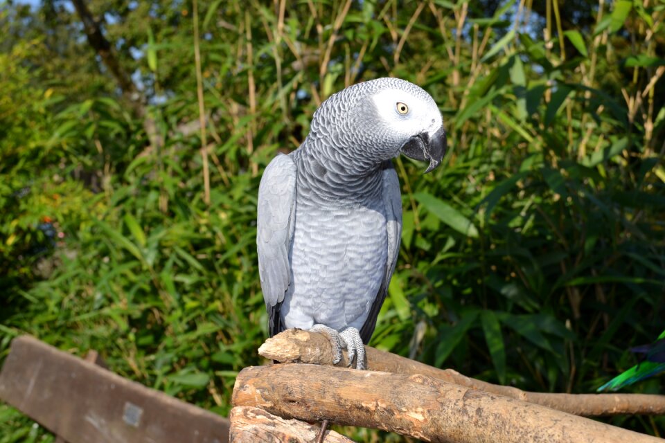 Bird animals bird park detmold