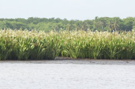 Rio limon venezuela35