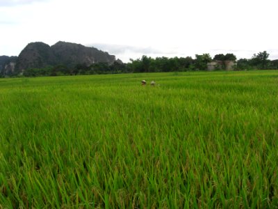 Rizière, baie d'Halong Intérieure 6