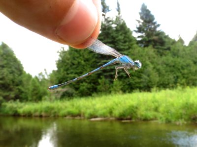 River bluet 8003968 jul 9 2016