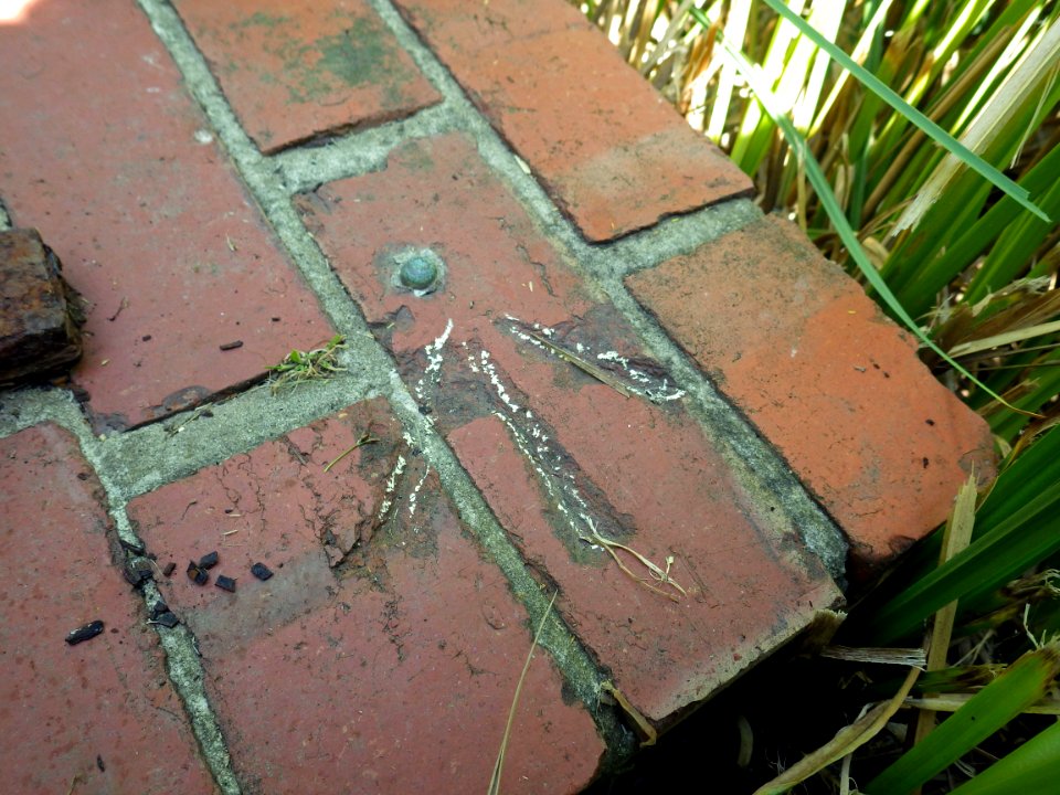 Rivet, Cole Stream, near Footpath 62D, Bexhill