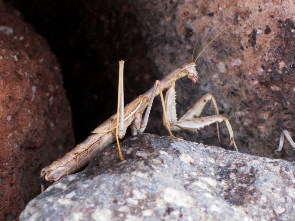 Rivetina balcanica (Mantis sp.), Skala Kalloni, Lesbos, Greece
