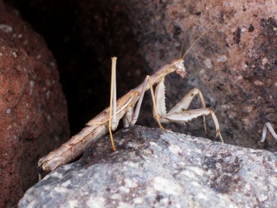 Rivetina balcanica (Mantis sp.), Skala Kalloni, Lesbos, Greece