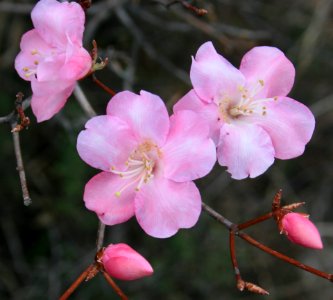 Rhododendron pentaphyllum var. nikoense in Mount Gozaisho 2011-05-08