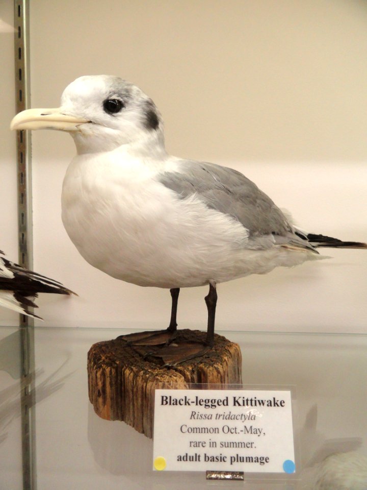 Rissa tridactyla - Pacific Grove Museum of Natural History - DSC06741