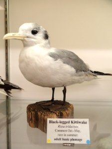 Rissa tridactyla - Pacific Grove Museum of Natural History - DSC06741