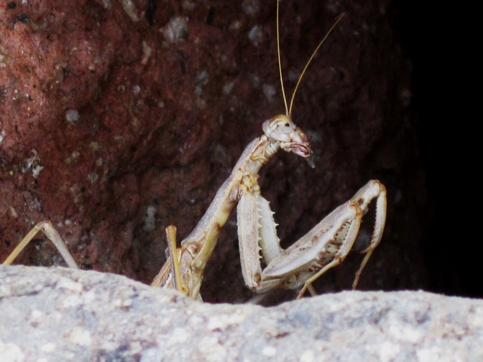 Rivetina balcanica (Mantis sp.) detail, Skala Kalloni, Lesbos, Greece