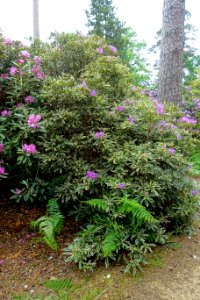 Rhododendron ponticum 'Variegatum' - Hillier Gardens - Romsey, Hampshire, England - DSC04677