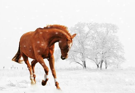 Snow animal nature