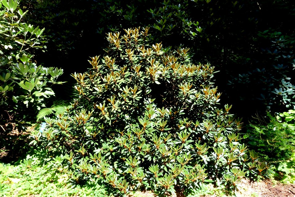 Rhododendron recurvoides - UBC Botanical Garden - Vancouver, Canada - DSC08226