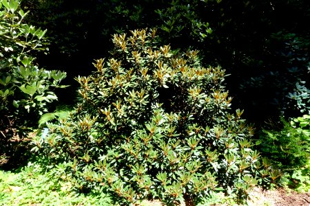 Rhododendron recurvoides - UBC Botanical Garden - Vancouver, Canada - DSC08226