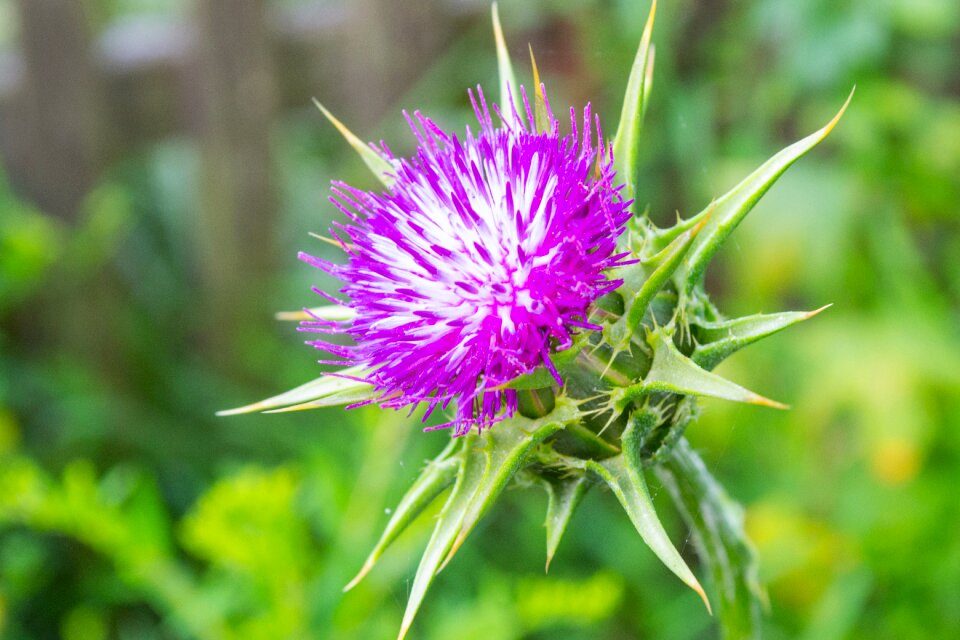 Prickly close up sting photo