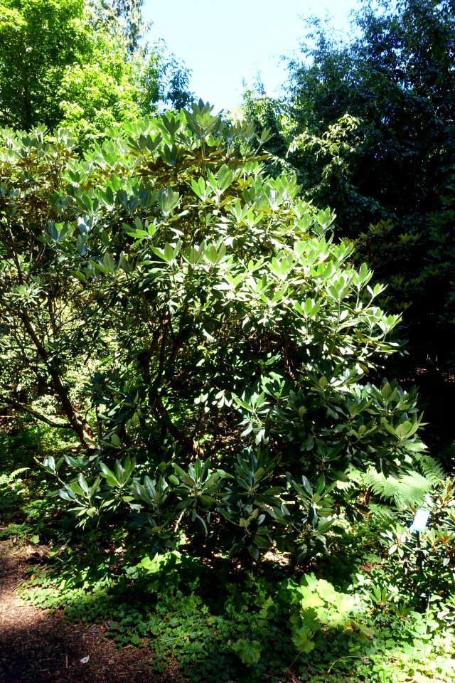 Rhododendron phaeochrysum - UBC Botanical Garden - Vancouver, Canada - DSC08243