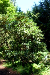 Rhododendron phaeochrysum - UBC Botanical Garden - Vancouver, Canada - DSC08243