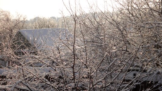 Cold frost countryside
