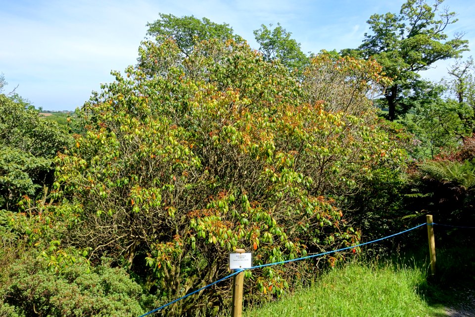 Rhododendron stamineum - Caerhayes Castle gardens - Cornwall, England - DSC03234