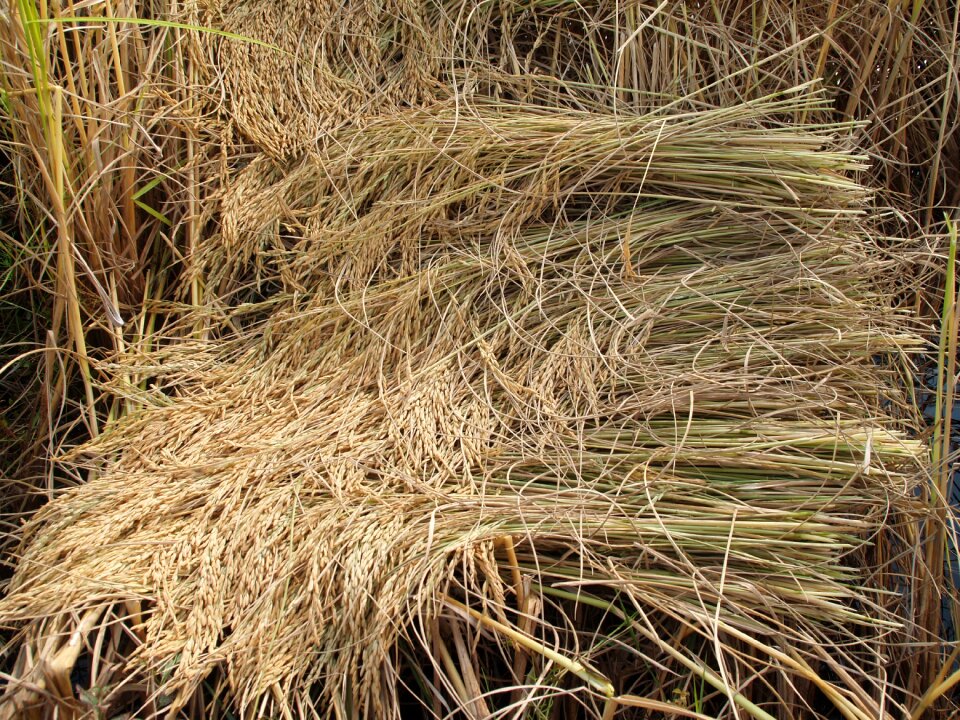 Botany cereal cereal plant