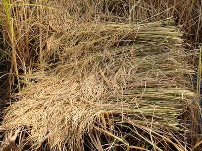 Botany cereal cereal plant