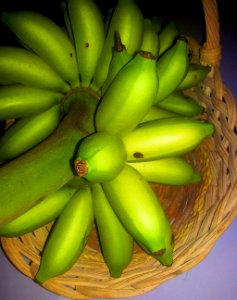 Ripe señorita bananas (Musa acuminata 'Señorita')