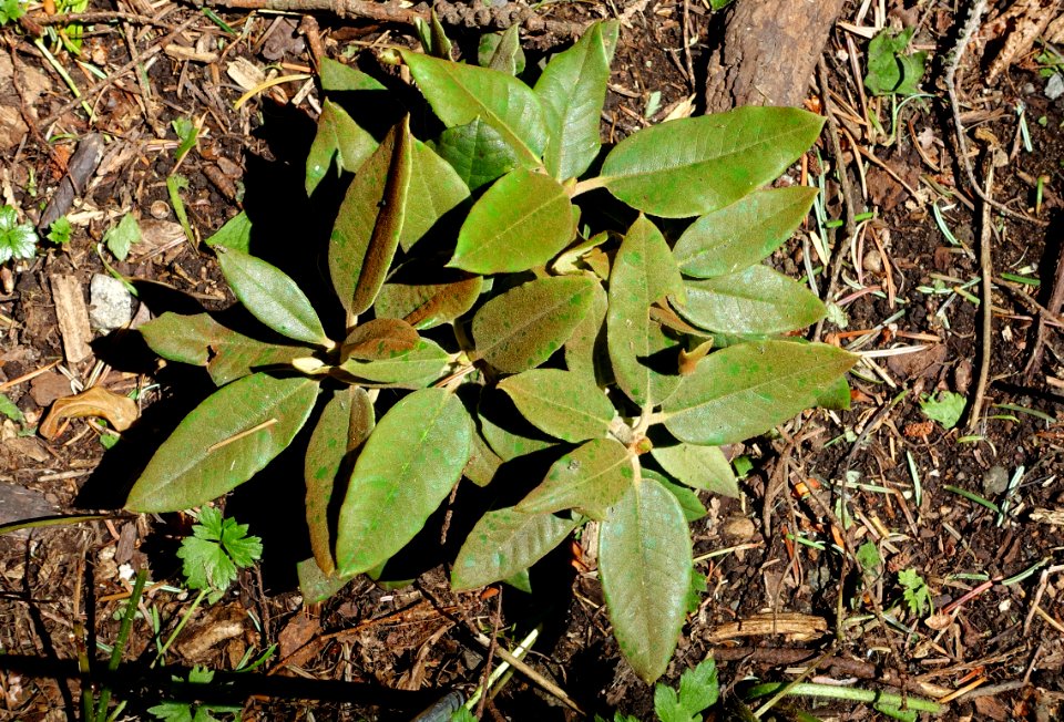 Rhododendron pachysanthum - UBC Botanical Garden - Vancouver, Canada - DSC08124