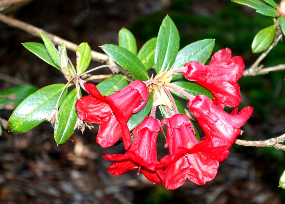 Rhododendron sanguineum - VanDusen Botanical Garden - Vancouver, BC - DSC06936