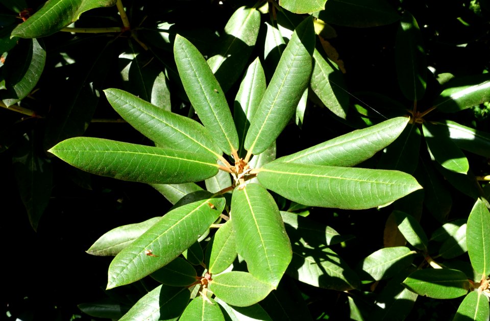 Rhododendron phaeochrysum var. levistratum - UBC Botanical Garden - Vancouver, Canada - DSC07843