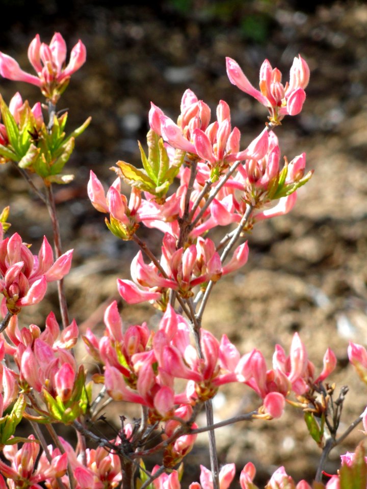 Rhododendron prinophyllum - University of Copenhagen Botanical Garden - DSC07605