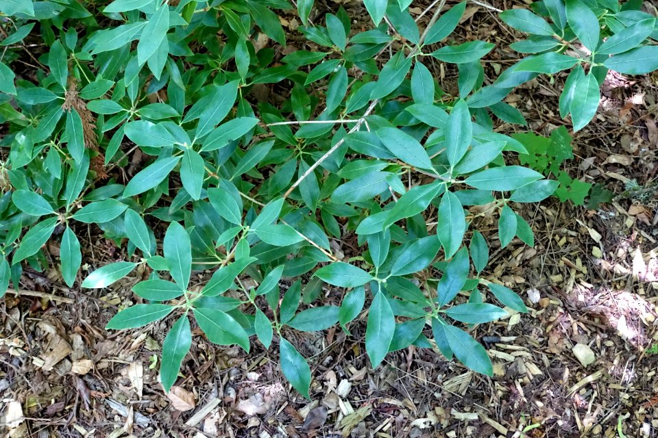 Rhododendron rigidum - UBC Botanical Garden - Vancouver, Canada - DSC08426