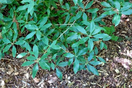 Rhododendron rigidum - UBC Botanical Garden - Vancouver, Canada - DSC08426