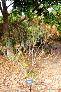 Rhododendron megacalyx - Mendocino Coast Botanical Gardens - DSC02180