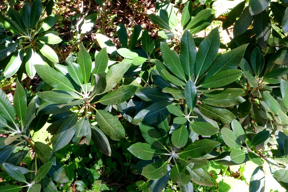 Rhododendron phaeochrysum - UBC Botanical Garden - Vancouver, Canada - DSC08246