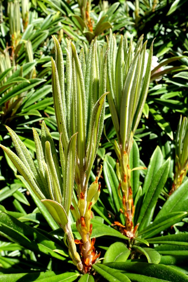 Rhododendron thayerianum - UBC Botanical Garden - Vancouver, Canada - DSC08499