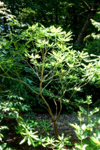 Rhododendron maoerense - VanDusen Botanical Garden - Vancouver, BC - DSC07211