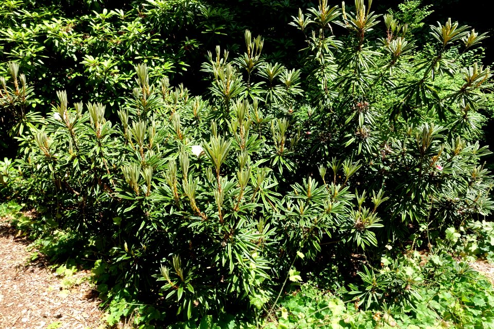 Rhododendron thayerianum - UBC Botanical Garden - Vancouver, Canada - DSC08469