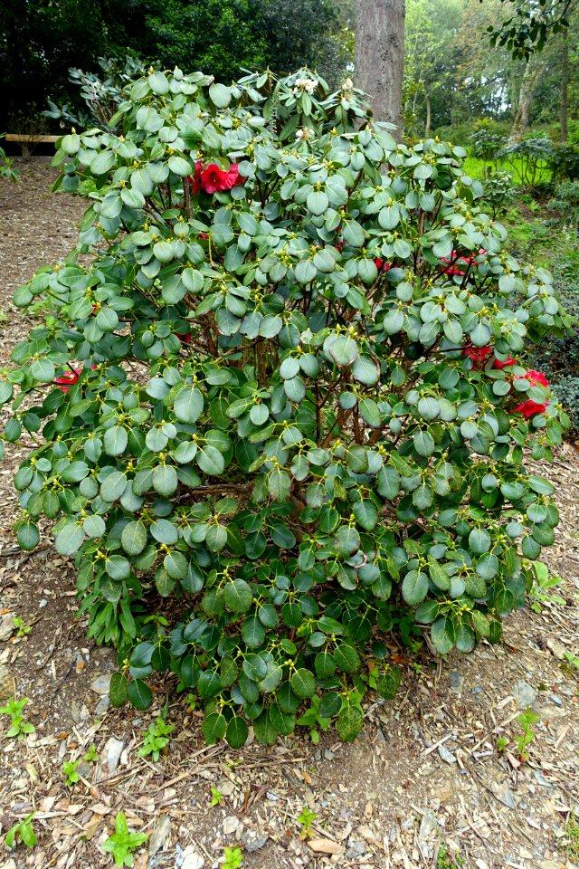 Rhododendron thomsonii - Trebah Garden - Cornwall, England - DSC01320