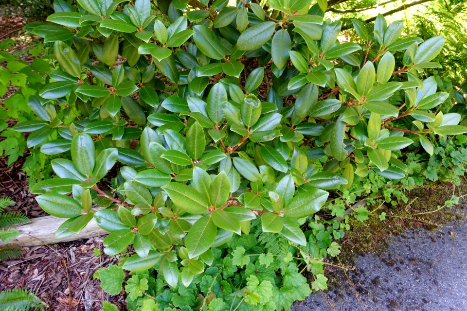 Rhododendron rubiginosum - UBC Botanical Garden - Vancouver, Canada - DSC08437