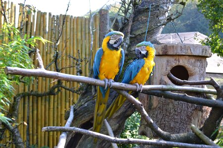 Birds parrots yellow breast