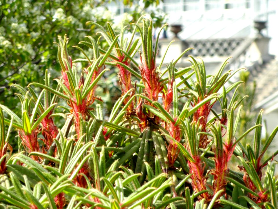 Rhododendron strigillosum - University of Copenhagen Botanical Garden - DSC07603