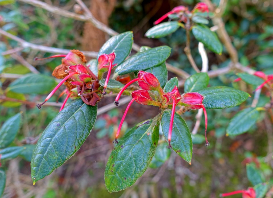 Rhododendron valentinianum - Caerhayes Castle gardens - Cornwall, England - DSC03278