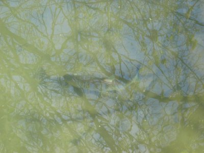 River-Ver-fish-20040409-001