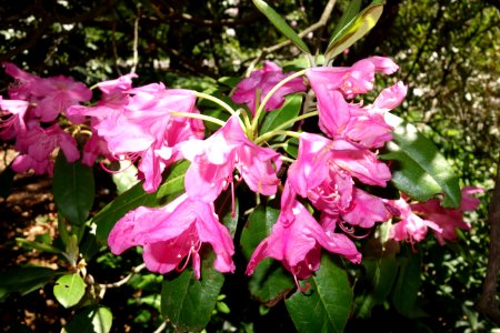 Rhododendron smirnowii undetermined hybrid - Arnold Arboretum - DSC06890