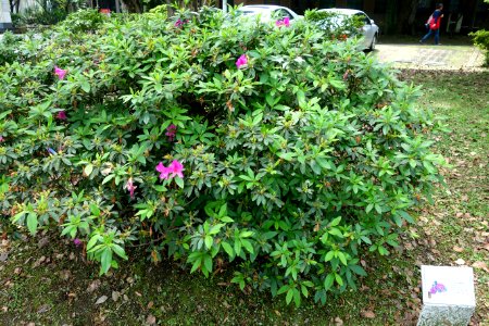 Rhododendron pulchrum - National Taiwan University - DSC01097